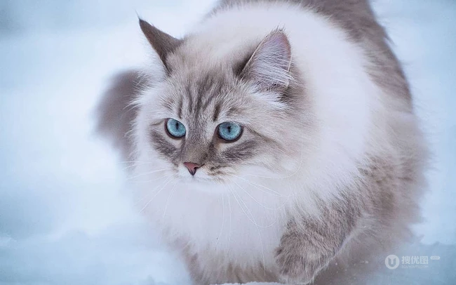 西伯利亚森林猫，雪地里，长得有点胖的西伯利亚森林猫唯美图片 第9张