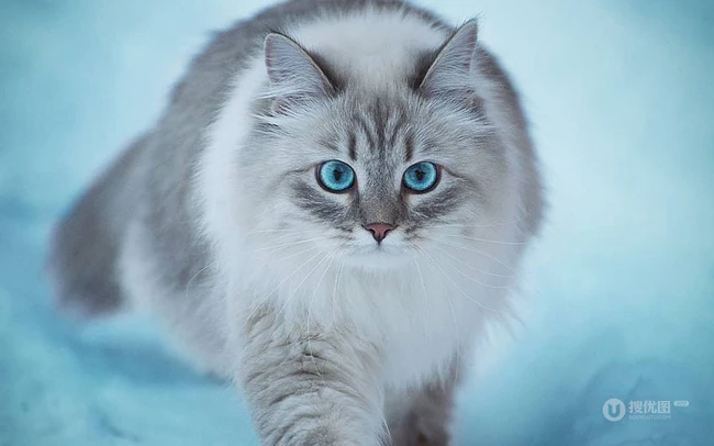 西伯利亚森林猫，雪地里，长得有点胖的西伯利亚森林猫唯美图片 第10张