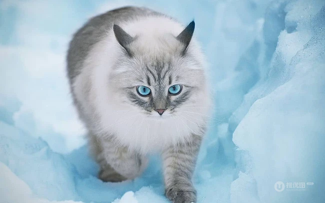 西伯利亚森林猫，雪地里，长得有点胖的西伯利亚森林猫唯美图片 第4张