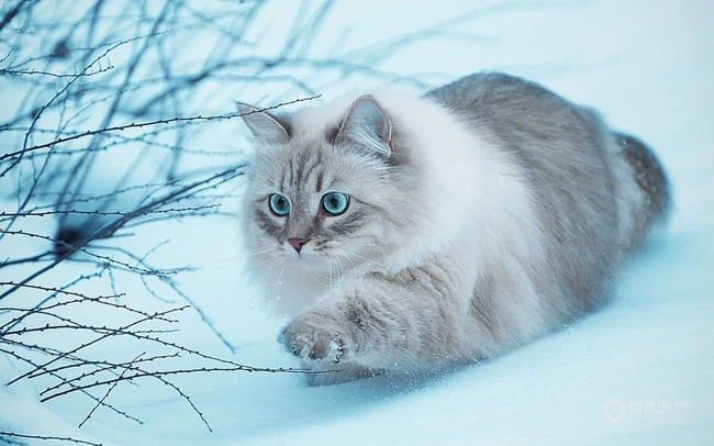 西伯利亚森林猫，雪地里，长得有点胖的西伯利亚森林猫唯美图片 第5张