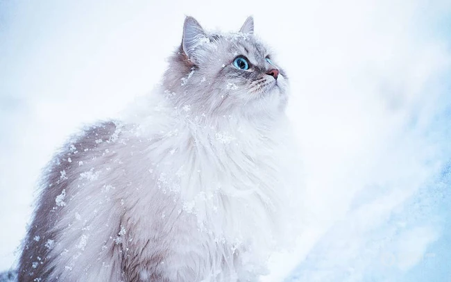 西伯利亚森林猫，雪地里，长得有点胖的西伯利亚森林猫唯美图片 第8张