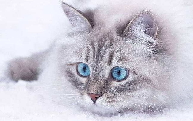 西伯利亚森林猫，雪地里，长得有点胖的西伯利亚森林猫唯美图片 第6张