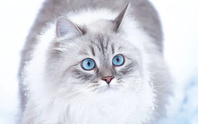 西伯利亚森林猫，雪地里，长得有点胖的西伯利亚森林猫唯美图片 第12张