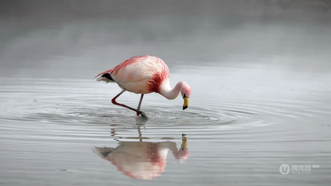在海边踱步的火烈鸟，腿长，羽毛火红色的可爱火烈鸟精美高清图片 第4张