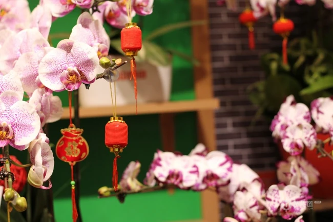 装饰用的小灯笼，挂在盆栽花卉植物的可爱小灯笼唯美背景图片