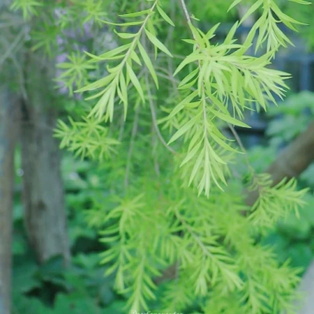 小清新静物头像，夏日，清新清新看起来很舒服的静物，物品头像图片