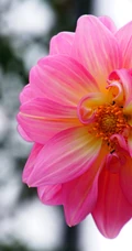 大丽花（红苕花）图片，娇艳欲滴的粉色大丽花高清微距美图
