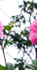大丽花（红苕花）图片，娇艳欲滴的粉色大丽花高清微距美图