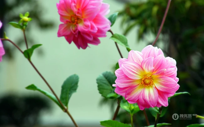 大丽花（红苕花）图片，娇艳欲滴的粉色大丽花高清微距美图