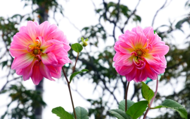 大丽花（红苕花）图片，娇艳欲滴的粉色大丽花高清微距美图
