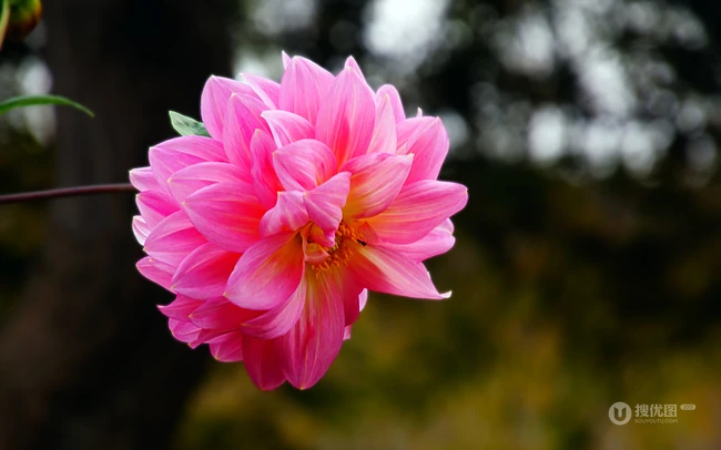 大丽花（红苕花）图片，娇艳欲滴的粉色大丽花高清微距美图
