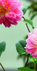 大丽花（红苕花）图片，娇艳欲滴的粉色大丽花高清微距美图