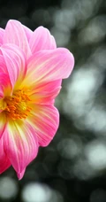 大丽花（红苕花）图片，娇艳欲滴的粉色大丽花高清微距美图