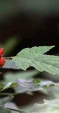 覆盆子，农村小时候常见的路边带刺植物覆盆子果实图片