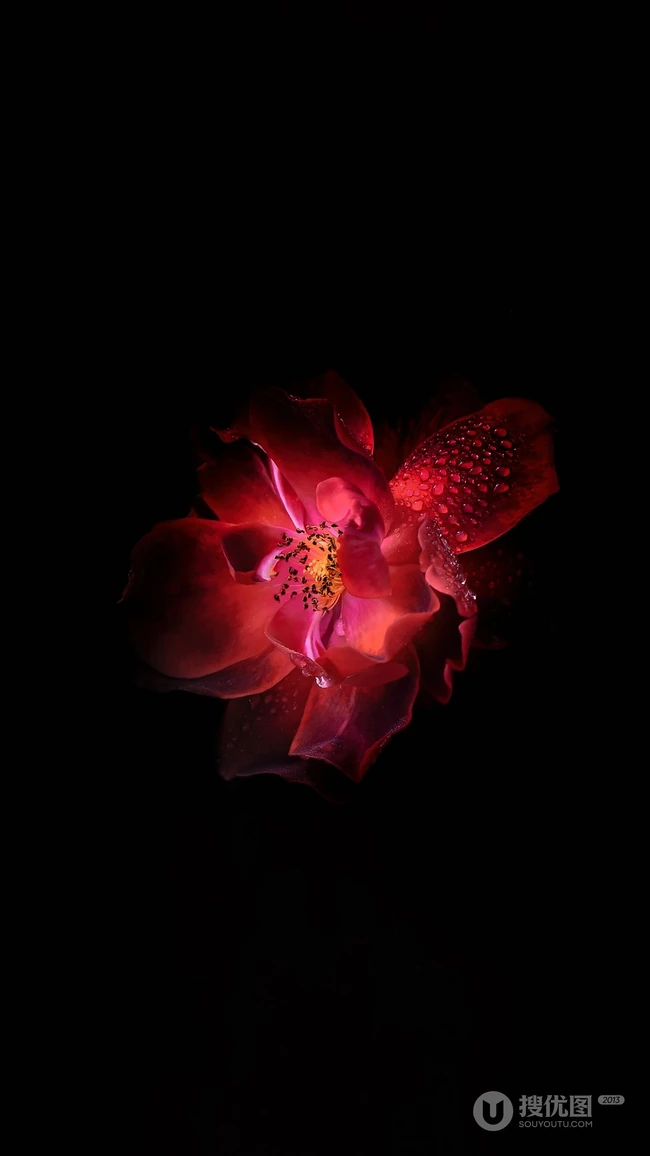 纯黑色背景的红色花朵花瓣花蕊高清2k手机壁纸图片