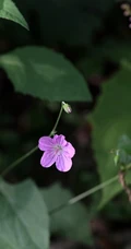 老鹳草，生于山坡、草地、田埂、路边长朵小花的老鹳草图片