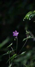 老鹳草，生于山坡、草地、田埂、路边长朵小花的老鹳草图片