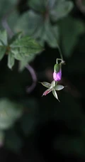 老鹳草，生于山坡、草地、田埂、路边长朵小花的老鹳草图片