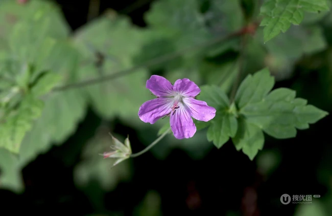 老鹳草，生于山坡、草地、田埂、路边长朵小花的老鹳草图片