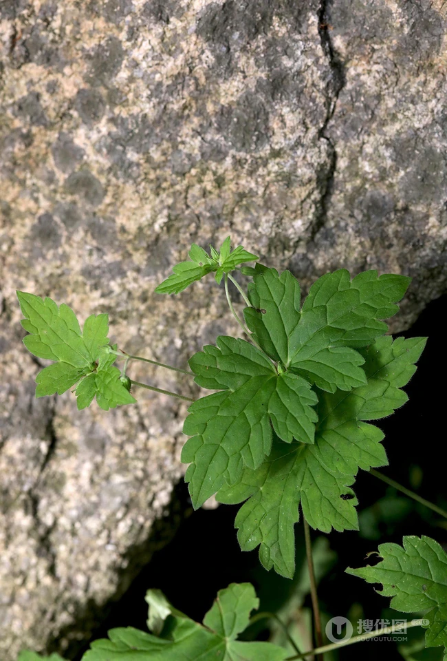 老鹳草，生于山坡、草地、田埂、路边长朵小花的老鹳草图片