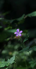 老鹳草，生于山坡、草地、田埂、路边长朵小花的老鹳草图片