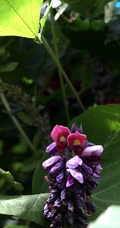 葛花图片，自然生长的名贵中药材，豆科植物葛的花图片