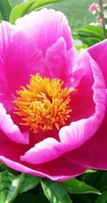 芍药花图片，争相斗艳，花开美丽，代表思念花语的芍药花美图