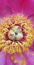 芍药花图片，争相斗艳，花开美丽，代表思念花语的芍药花美图