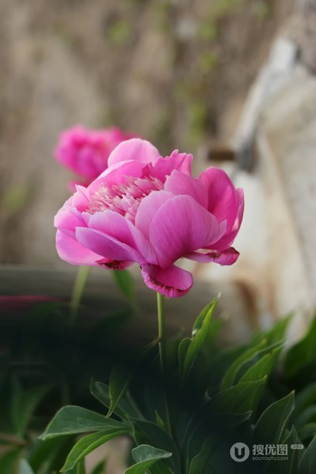 芍药花图片，争相斗艳，花开美丽，代表思念花语的芍药花美图