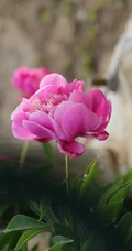 芍药花图片，争相斗艳，花开美丽，代表思念花语的芍药花美图