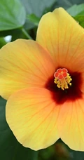 芙蓉花图片，多种不同颜色的芙蓉花静距离好看图片