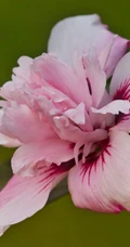 芙蓉花图片，多种不同颜色的芙蓉花静距离好看图片