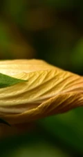 芙蓉花图片，多种不同颜色的芙蓉花静距离好看图片