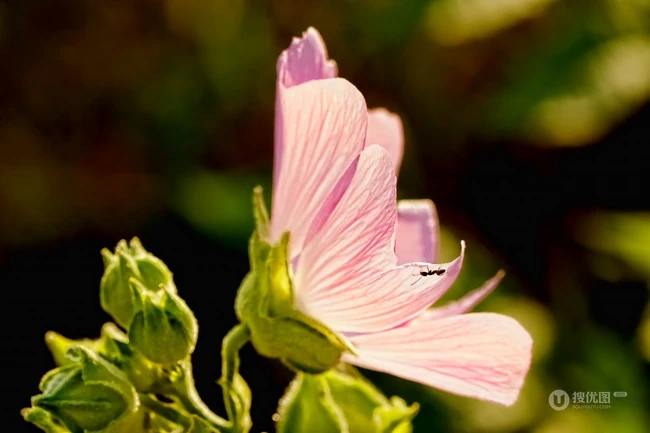 芙蓉花图片，多种不同颜色的芙蓉花静距离好看图片