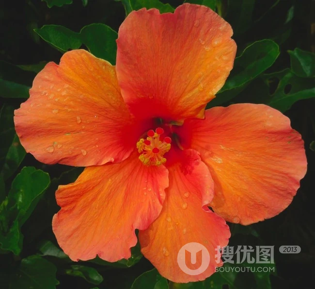 芙蓉花图片，多种不同颜色的芙蓉花静距离好看图片