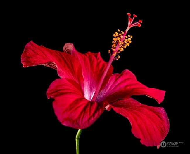芙蓉花图片，多种不同颜色的芙蓉花静距离好看图片