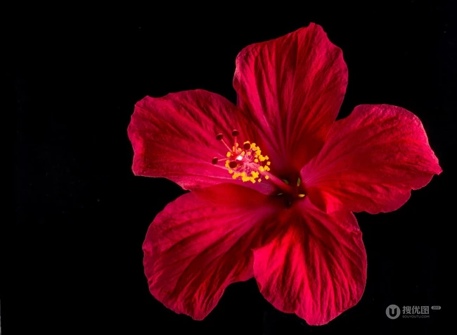 芙蓉花图片，多种不同颜色的芙蓉花静距离好看图片