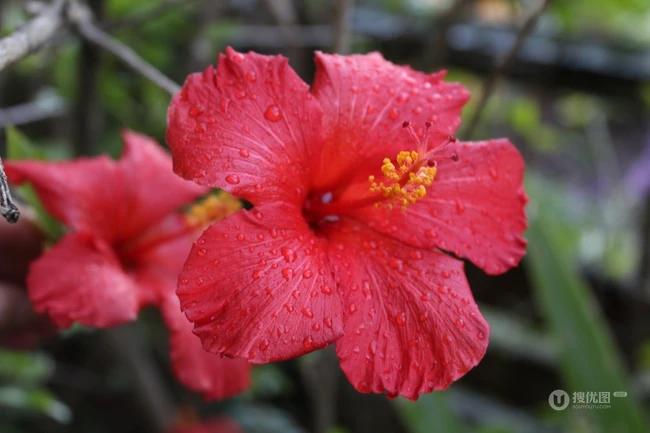芙蓉花图片，多种不同颜色的芙蓉花静距离好看图片