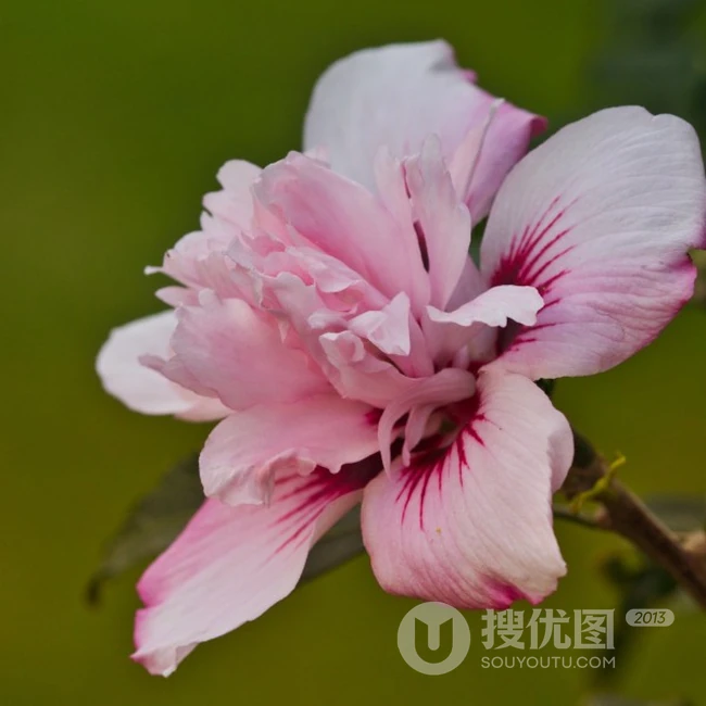 芙蓉花图片，多种不同颜色的芙蓉花静距离好看图片