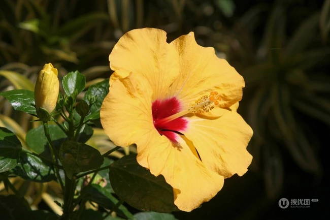 芙蓉花图片，多种不同颜色的芙蓉花静距离好看图片