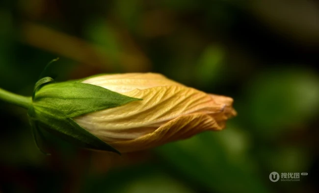 芙蓉花图片，多种不同颜色的芙蓉花静距离好看图片