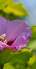 芙蓉花图片，多种不同颜色的芙蓉花静距离好看图片