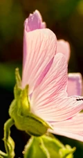 芙蓉花图片，多种不同颜色的芙蓉花静距离好看图片