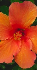 芙蓉花图片，多种不同颜色的芙蓉花静距离好看图片