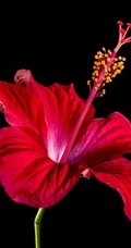 芙蓉花图片，多种不同颜色的芙蓉花静距离好看图片