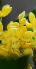 桂花图片，花开香气扑鼻，黄色小花，挂在树枝上的桂花美图