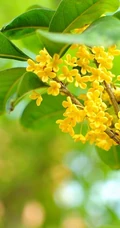 桂花图片，花开香气扑鼻，黄色小花，挂在树枝上的桂花美图