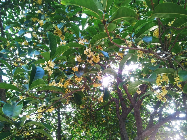 桂花图片，花开香气扑鼻，黄色小花，挂在树枝上的桂花美图