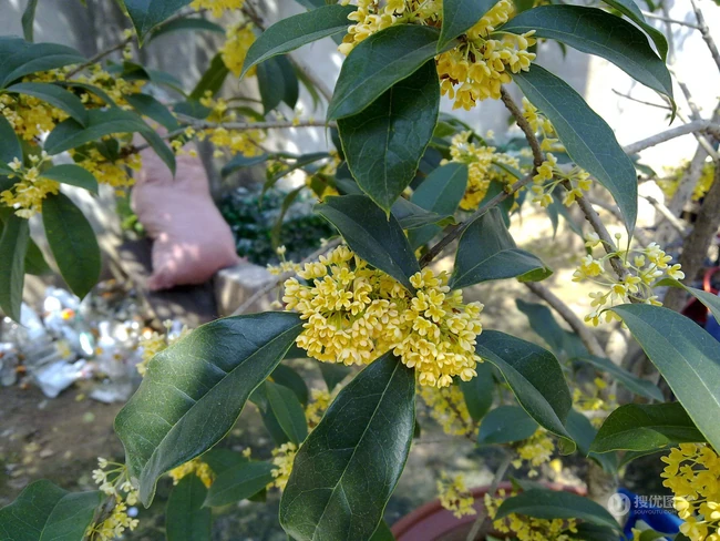 桂花图片，花开香气扑鼻，黄色小花，挂在树枝上的桂花美图