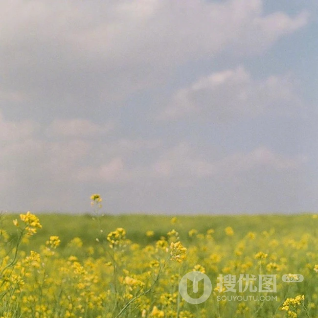 蓝色的天空，黄色的油菜花地，太美了 第3张